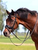 Super gave merrie, ook voor de minder ervaren ruiter, Merrie, Gechipt, L, 160 tot 165 cm