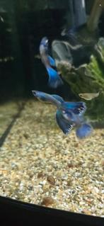 Raszuivere Blue moscow guppen, Dieren en Toebehoren, Vissen | Aquariumvissen, Vis