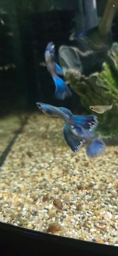 Raszuivere Blue moscow guppen, Dieren en Toebehoren, Vissen | Aquariumvissen, Vis