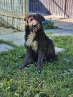 Raya zoekt een baasje, Dieren en Toebehoren, Honden | Niet-rashonden, Rabiës (hondsdolheid), 15 weken tot 1 jaar, Handelaar, Buitenland