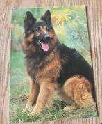 Duitse herder (Duitse herdershond), Verzenden, 1980 tot heden, Gelopen, Hond of Kat