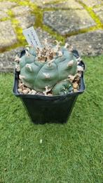 CACTUS LOPHOPHORA WILLIAMSSI PEYOTE ZEER DIKKE KNOL PLANT, Huis en Inrichting, Kamerplanten, Cactus, Minder dan 100 cm, Ophalen of Verzenden