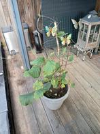 Hazelaar in pot, Ophalen, Volle zon, Vaste plant, Fruitplanten
