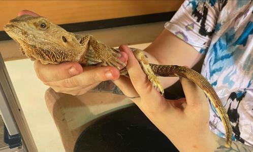 2x man baardagaam red en wild colour, Dieren en Toebehoren, Reptielen en Amfibieën, Hagedis, Tam