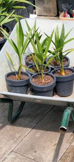 Palmboom  trachicarpus winterhard-18 3 jaar oude palmpjes, In pot, Bloeit niet, Halfschaduw, Ophalen of Verzenden