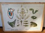 Schoolplaat bijplaat Amphibiën, Antiek en Kunst, Antiek | Schoolplaten, Ophalen of Verzenden, Natuur en Biologie