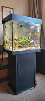 Juwel Lido 120 met chicliden, Dieren en Toebehoren, Ophalen of Verzenden, Gevuld zoetwateraquarium