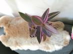 Tradescantia pink stripe, Huis en Inrichting, Kamerplanten, Ophalen of Verzenden, Overige soorten, Minder dan 100 cm