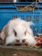 Super knap hangoor rammetje, Mannelijk, Dwerg, Hangoor
