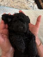 Schattige mini labradoodle’s, Dieren en Toebehoren, Overige rassen, CDV (hondenziekte), 8 tot 15 weken, Meerdere