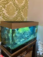 Juwel Aquarium compleet, Ophalen, Zo goed als nieuw, Gevuld zoetwateraquarium