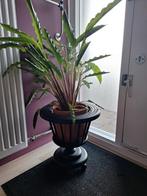 Gratis kamerplant met voet., Huis en Inrichting, Kamerplanten, Ophalen, Overige soorten, Minder dan 100 cm
