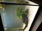 Anubias op hout, Ophalen, Zo goed als nieuw, Plant(en), Steen of Hout