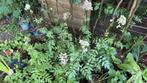 Echte Valeriaan - Valeriana officinalis, Ophalen, Overige soorten