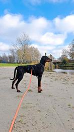 Zachtaardige, onderdanige maar grote dobermann reu, Dieren en Toebehoren, Particulier, Rabiës (hondsdolheid), 1 tot 2 jaar, Buitenland