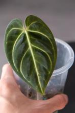 Anthurium Regale cutting, Huis en Inrichting, Kamerplanten, Ophalen of Verzenden, Halfschaduw, Minder dan 100 cm