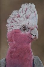 Galah pretty in pink, Ophalen of Verzenden