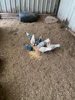 Meerdere duiven, Dieren en Toebehoren, Vogels | Duiven, Meerdere dieren, Overige soorten