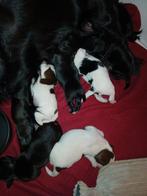 Markiesje kooiker pups, Overige rassen, 8 tot 15 weken, Meerdere, Meerdere dieren