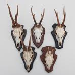 OPRUIMING : 5 x REE GEWEI op schild - deels met kaakdeeltjes, Ophalen of Verzenden, Gebruikt, Hert, Gewei of Kop