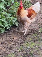 Marans Haan, Dieren en Toebehoren, Pluimvee, Mannelijk, Kip