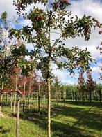 Sierappel rood Malus evereste  outlet, Ophalen, Lente, Volle zon, Overige soorten
