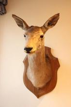 Taxidermie opgezette grote edelhert kop hinde, Gewei of Kop, Gebruikt, Ophalen, Hert