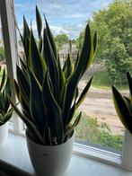 Sanseveria, Huis en Inrichting, Kamerplanten, Ophalen of Verzenden, In pot, Volle zon, Minder dan 100 cm