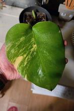 Monstera aurea yellow variegata, Huis en Inrichting, Kamerplanten, Ophalen, Halfschaduw, Minder dan 100 cm