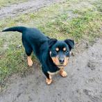 Rotweiller reu 4,5 maand oud, 15 weken tot 1 jaar, Reu, Parvo, Eén hond