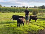 Grijze Dahomey os, Dieren en Toebehoren, Meerdere dieren, 0 tot 2 jaar