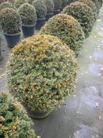 Taxusbollen leverbaar tot 200 cm doorsnede. Vanaf euro 35,-., Overige soorten, Volle zon, Vaste plant, Ophalen of Verzenden
