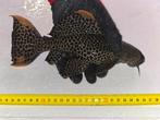 Cactus pleco vis L114 ongeveer 22CM, Dieren en Toebehoren, Vis, Zoetwatervis