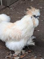 Zijdehoen haantje, Dieren en Toebehoren, Pluimvee, Mannelijk, Kip