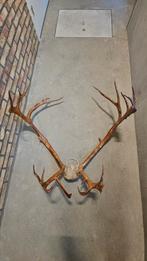 Groot Caribou gewei, Verzamelen, Ophalen, Zo goed als nieuw, Hert, Gewei of Kop