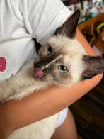 Siamese kittens mogen verhuizen 🥰, Poes, Gechipt