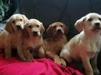 Labrador pups, Dieren en Toebehoren, CDV (hondenziekte), 8 tot 15 weken, Labrador retriever, Meerdere