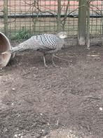 Grijze pauwfazant man gezocht, Mannelijk, Overige soorten