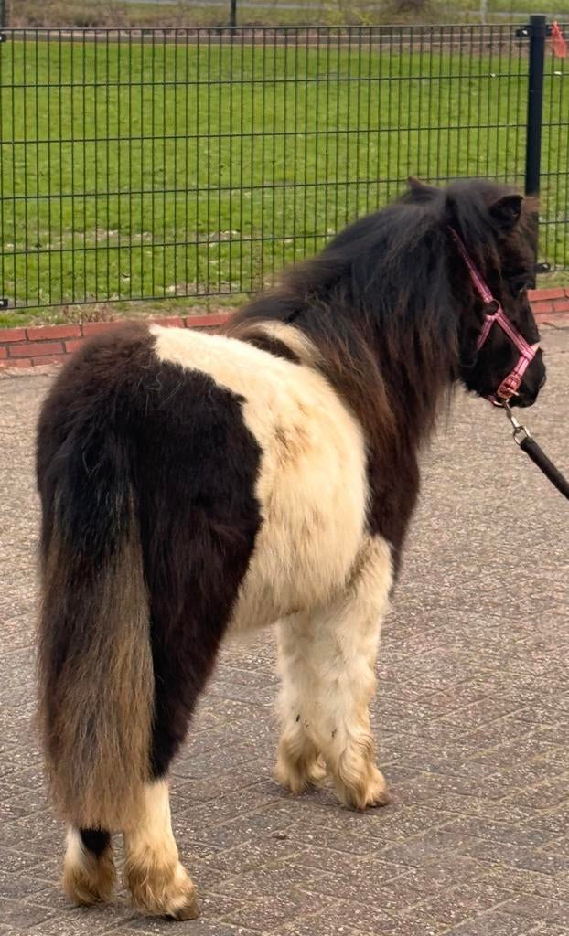 🦄💝Knappe flinke bonte jaarling merrie met papier💖💝, Dieren en Toebehoren, Pony's, Merrie, Met stamboom, 0 tot 2 jaar, A pony (tot 1.17m)