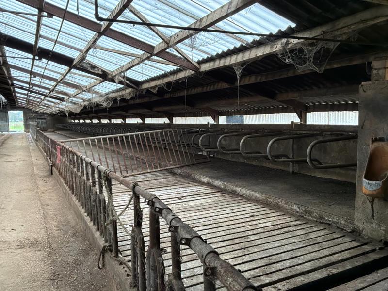 Ligboxen, Dieren en Toebehoren, Stalling en Weidegang