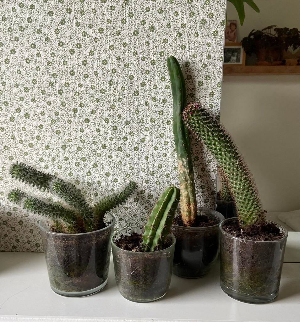 Vier cactussen, Ophalen, Halfschaduw, Minder dan 100 cm, In pot