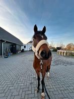 3,5 jarige duitse rijpony, Dieren en Toebehoren, Pony's, Ruin, D pony (1.37m tot 1.48m), 3 tot 6 jaar