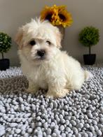Puppy te koop ras mulltipu, Dieren en Toebehoren, Maltezer, 15 weken tot 1 jaar, Teef, Parvo