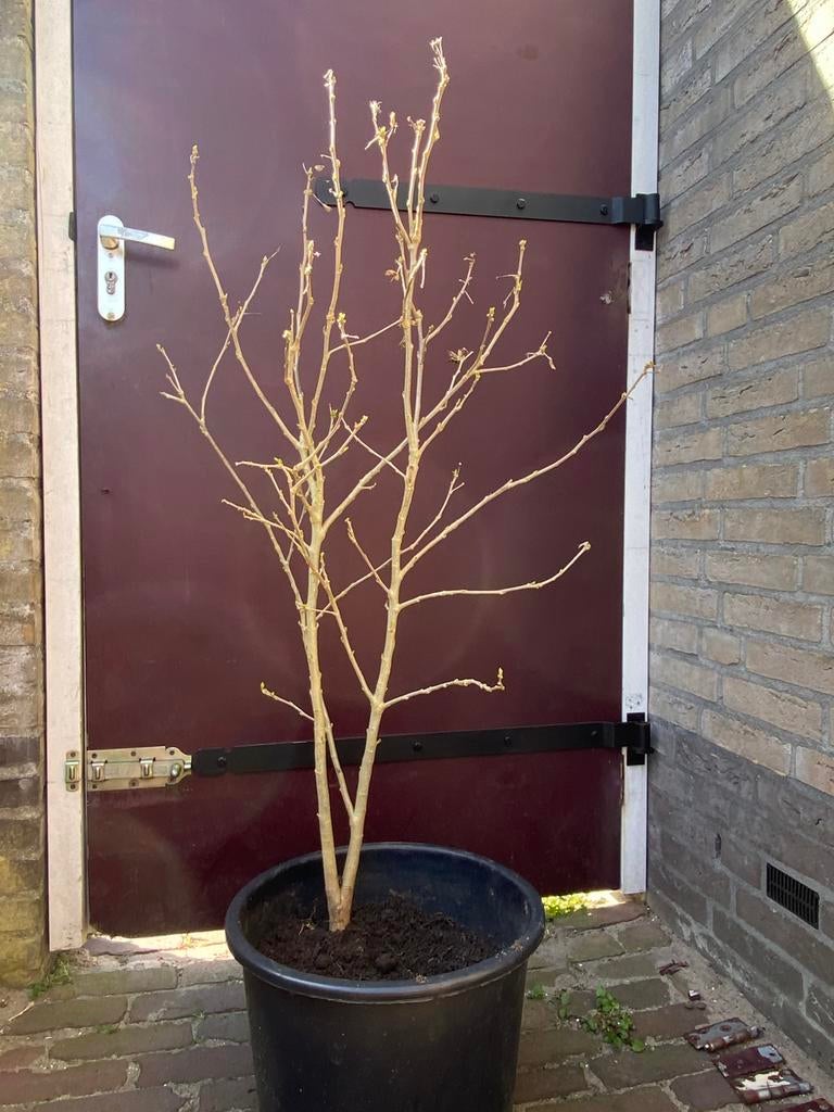 Hibiscus struik / plant , 1 Meter hoog , goed geworteld, Ophalen, Overige soorten, Struik, 100 tot 250 cm