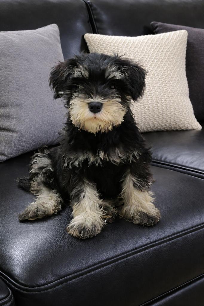 Dwergschnauzer pup, Dieren en Toebehoren, Honden | Jack Russells en Terriërs, Teef, Overige rassen, Particulier, Eén hond, Nederland