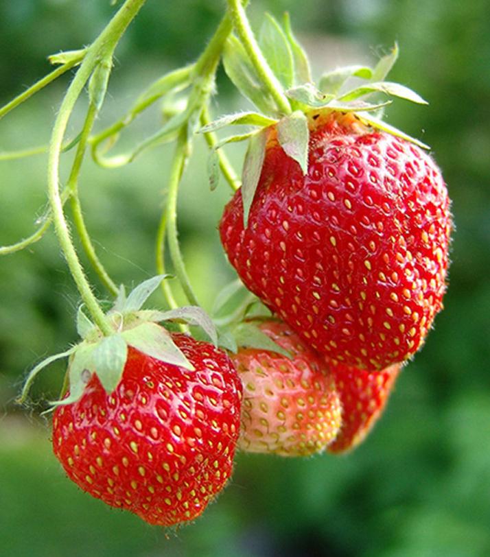 Aardbeiplanten - Elsanta - Korona - Chemievrij - P9, Ophalen of Verzenden, Minder dan 100 cm, Overige soorten