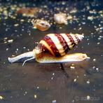 Helena slakken (Hulp bij slakken plaag), Slak of Weekdier, Zoetwatervis