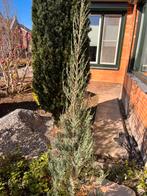 conifeer, Overige soorten, 100 tot 250 cm, Zomer, Ophalen