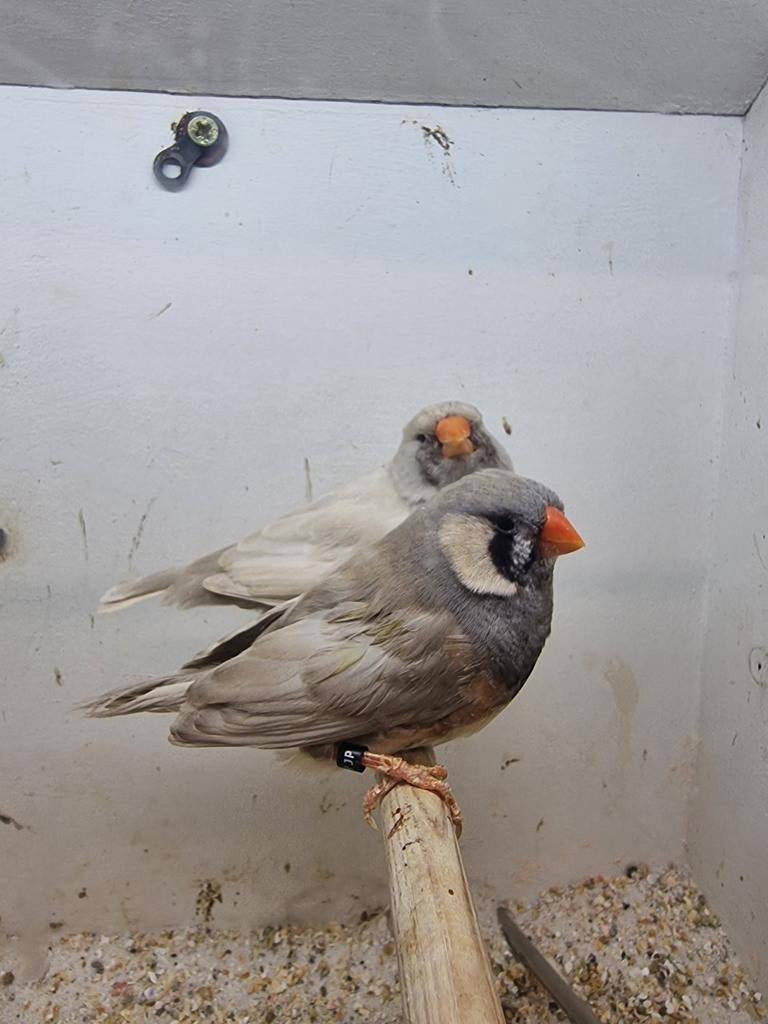 Te koop koppel charcoal Pastel, Dieren en Toebehoren, Vogels | Overige Vogels, Meerdere dieren