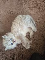 Kittens britse korthaar langhaar, Poes, Gechipt, 0 tot 2 jaar